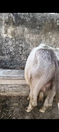 પાડો વેચવાનો છે