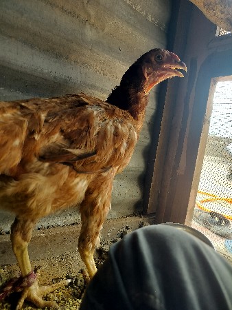 ગુજરાત કાલાવડ