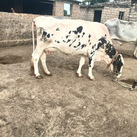 ગાય વેસવાનિ છે