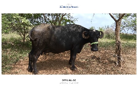 ખડેલી વેચવાની છે