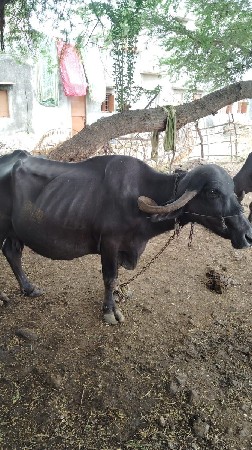 ભેંસ વેચવાની છે