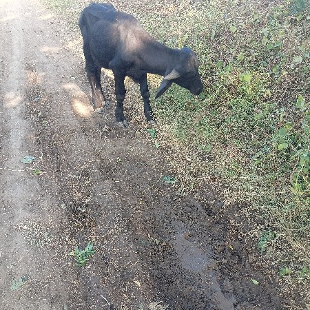 પોડો