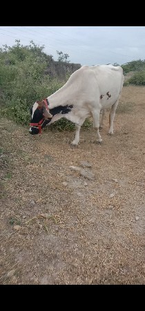 જર્સી ગાય વેચવાની છે