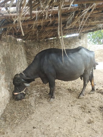 આ ભેંસ  વેચવાની છે