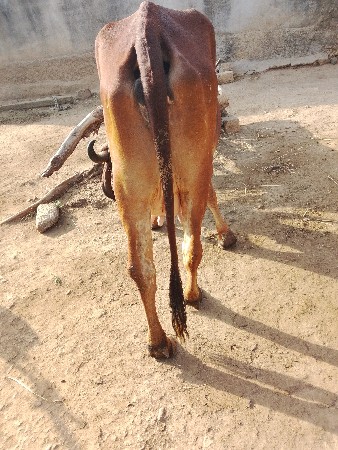 ગાય વેચવાની સે