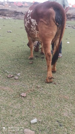 ગાય વેચવાની છે