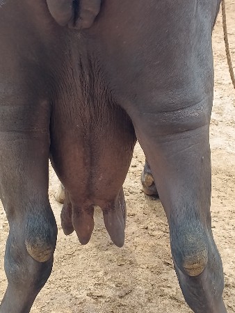 3 જુ વેતર
ટોટલ જવાબદારી