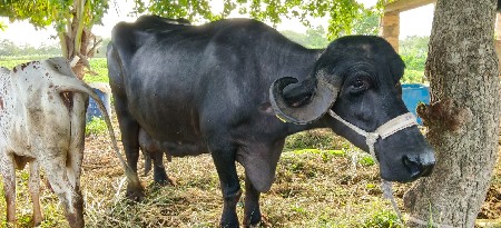 ભેંસ વેસવાની છે
