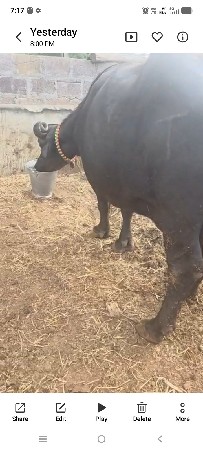 વેચવાની