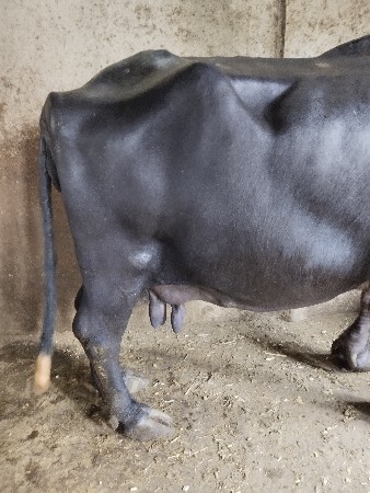 ભેંસ વેચવાની છે