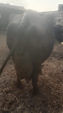તીજુ વેતરસે ભેશ