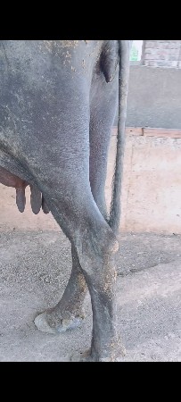 બની ભેસ સે