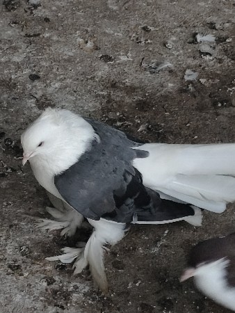 કબૂતર વેચવાના છે