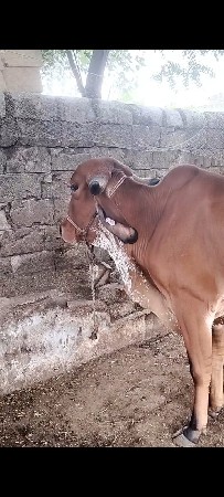વાસળી પારવા આપવાની છે