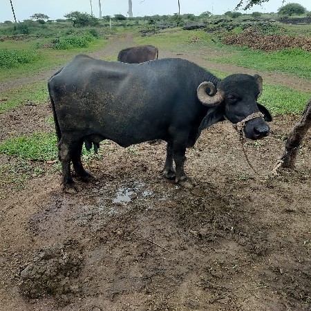 વેચવાની છે