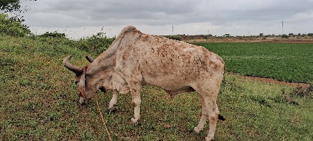 બળદ દય દેવાના છે
