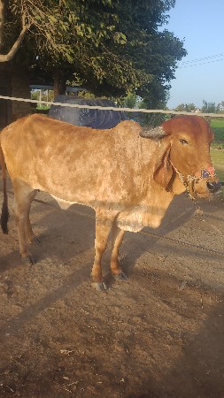 હોડકી 3 એક ઘાભણી
