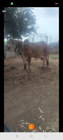 ગીર ગાય વેચવાની છે