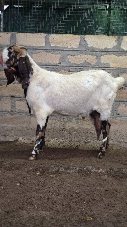 જમનાપરી બકરી