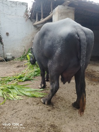ભેંશ વેચવાની છે બીજૂ વેતર