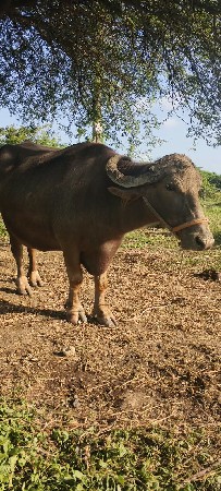 ભેંસ વેચવાની છે