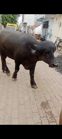 ખડેલી વેચવાની છે.