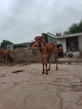 વાછડી વેચવાની છે