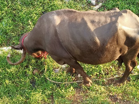 ભેંસ વેચવાની છે