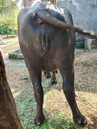 ભેંશ વેચવાની છે
