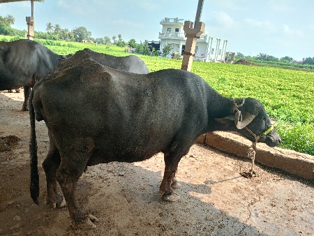 ભેંસ વેચવાની છે