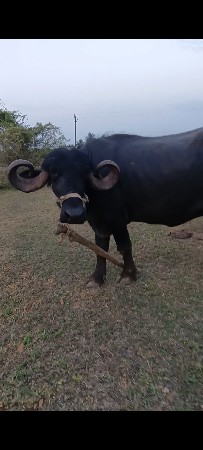 વેચવાની છે