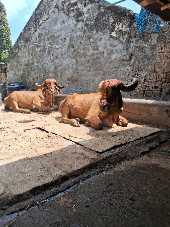 બળદ વેચવાના