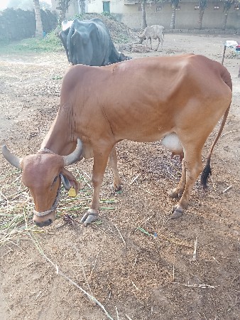 ગાય વેચવાની છે