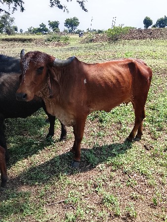 પેલું વેતર