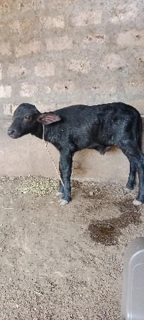 ભેશવેશવાનીશોજુવેતરવિયાણીનીછે