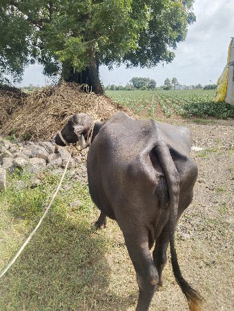 ભેંસ બેસવાની છે