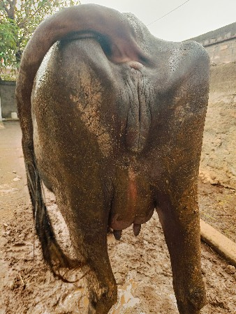 ખળેલી વેસવાની સે