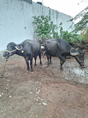 3 ભેસ વેચવાની છે.
