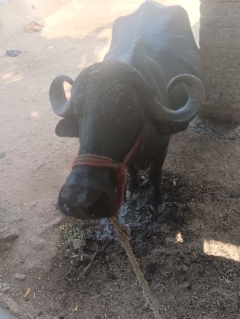 ભેંસ વેચવાની છે