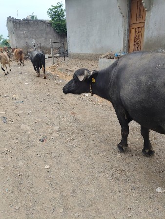 આ વેચવાની છે