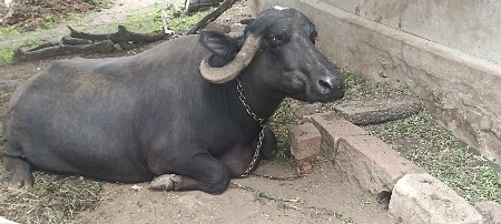 ભેંસ ત્રીજુ વેતર