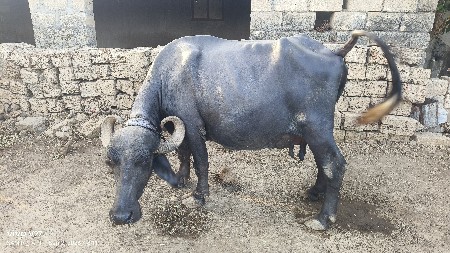 4 વેતર વયાછે