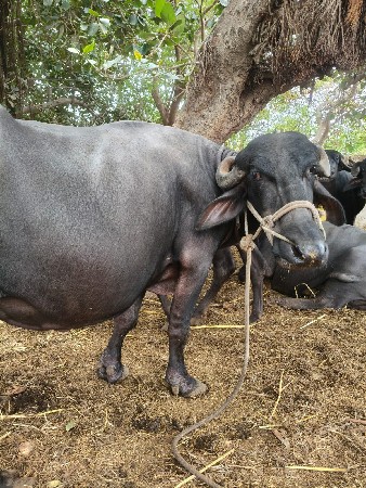 ભેંસ વેચવાની છે