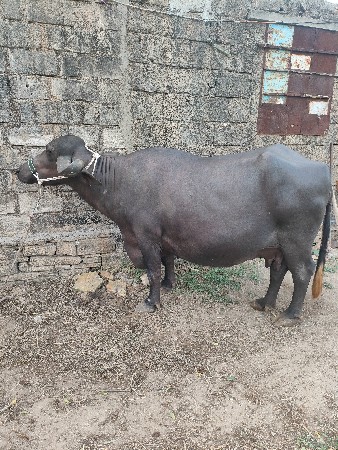ભેંસ