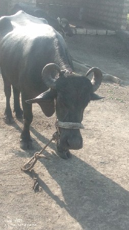 ભેંસ વેચવાની છે