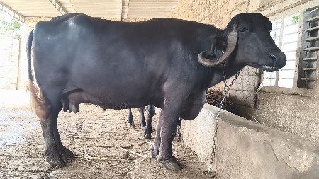ભેંશ