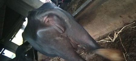 પેલા વેતર ની છે