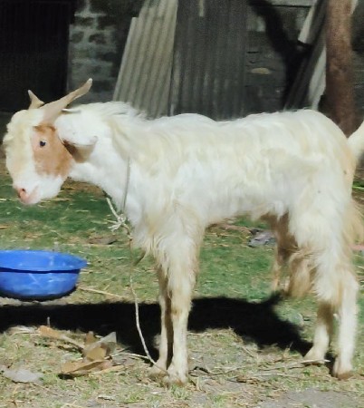 2 Bakra