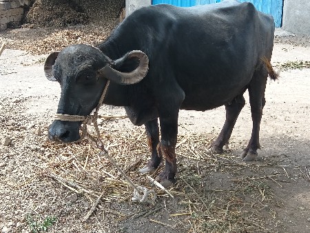 જુડવા બે ભેંસ વેચવાની છે