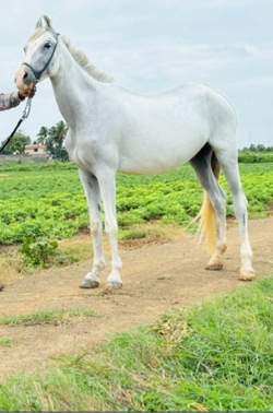 આ ઘોડી વેસવાની સે ને 
સાટા પણ કરવા ના સે